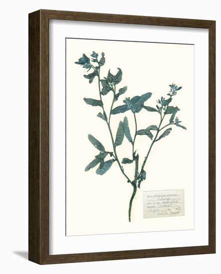 Pressed Flowers in Spa III-Vision Studio-Framed Art Print