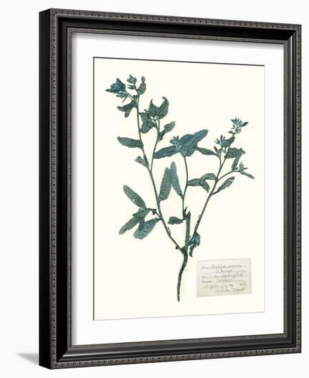 Pressed Flowers in Spa III-Vision Studio-Framed Art Print