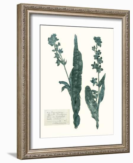 Pressed Flowers in Spa IV-Vision Studio-Framed Art Print