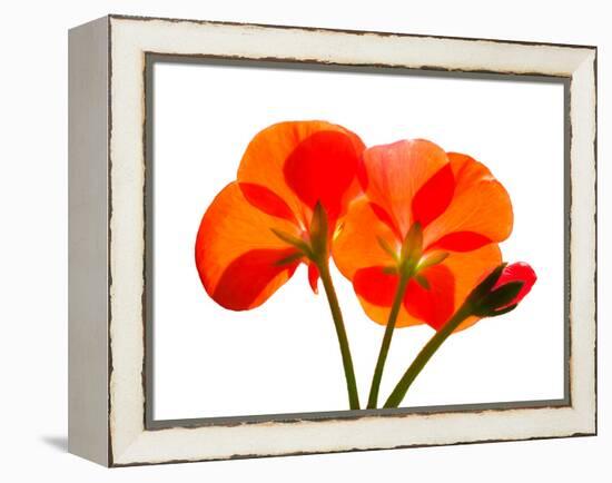 Pressed Flowers-panmaule-Framed Premier Image Canvas