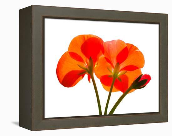 Pressed Flowers-panmaule-Framed Premier Image Canvas