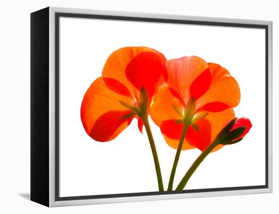 Pressed Flowers-panmaule-Framed Premier Image Canvas