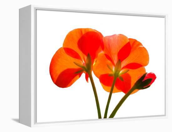 Pressed Flowers-panmaule-Framed Premier Image Canvas