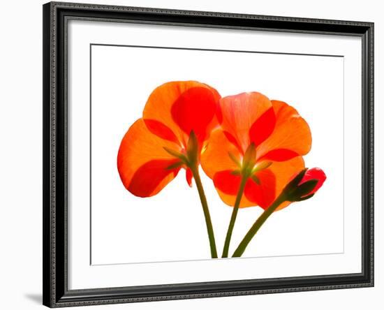 Pressed Flowers-panmaule-Framed Photographic Print