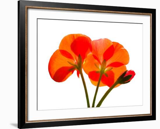 Pressed Flowers-panmaule-Framed Photographic Print