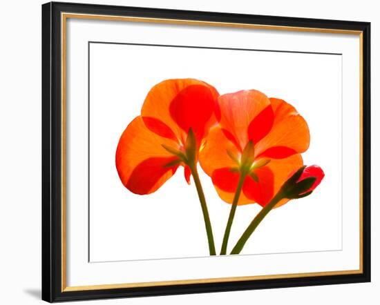 Pressed Flowers-panmaule-Framed Photographic Print