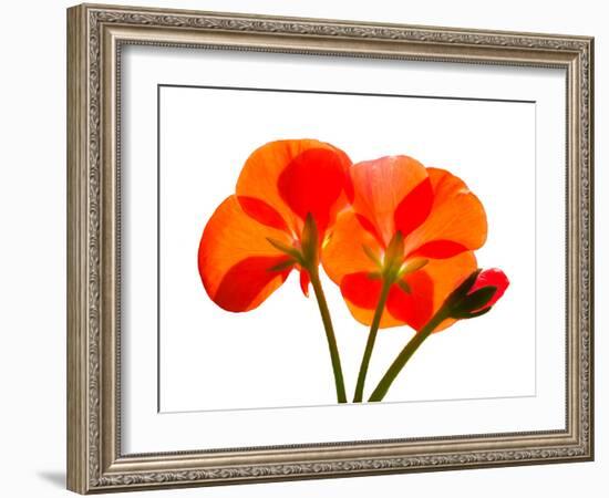 Pressed Flowers-panmaule-Framed Photographic Print