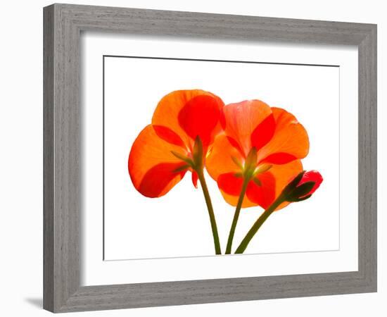 Pressed Flowers-panmaule-Framed Photographic Print