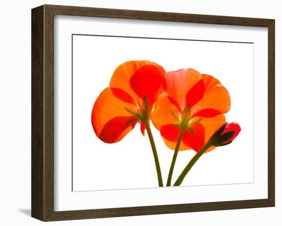 Pressed Flowers-panmaule-Framed Photographic Print