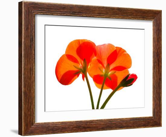 Pressed Flowers-panmaule-Framed Photographic Print