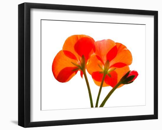 Pressed Flowers-panmaule-Framed Photographic Print