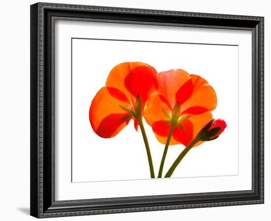 Pressed Flowers-panmaule-Framed Photographic Print