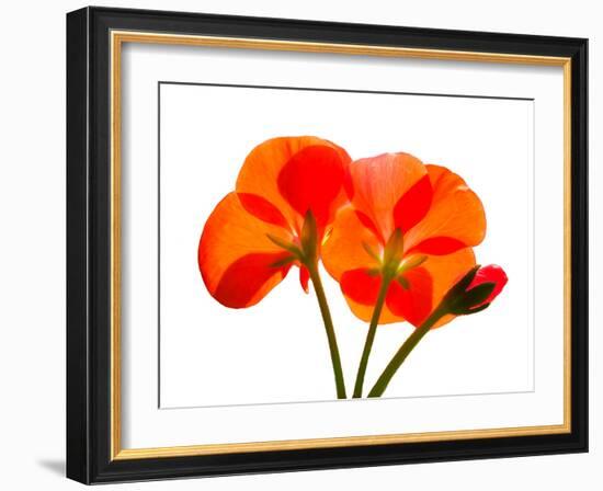 Pressed Flowers-panmaule-Framed Photographic Print