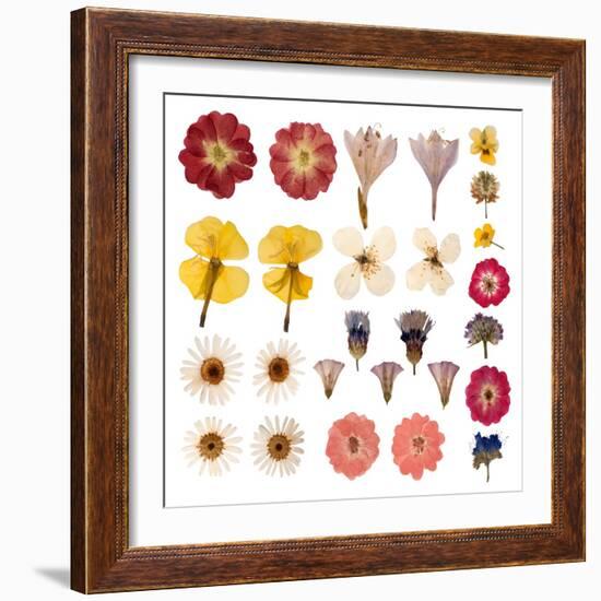 Pressed Flowers-Iwona Grodzka-Framed Art Print