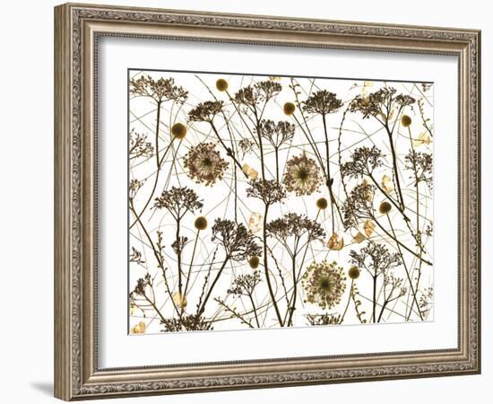 Pressed Hydrangea-Assaf Frank-Framed Giclee Print