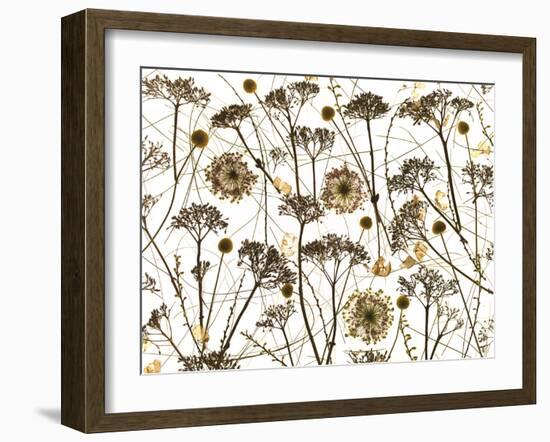 Pressed Hydrangea-Assaf Frank-Framed Giclee Print