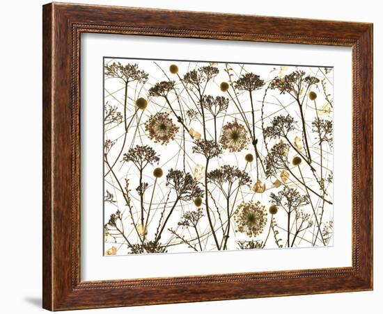 Pressed Hydrangea-Assaf Frank-Framed Giclee Print