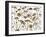 Pressed Hydrangea-Assaf Frank-Framed Giclee Print