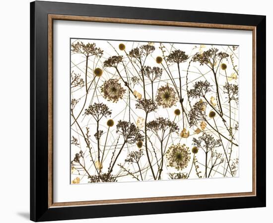 Pressed Hydrangea-Assaf Frank-Framed Giclee Print