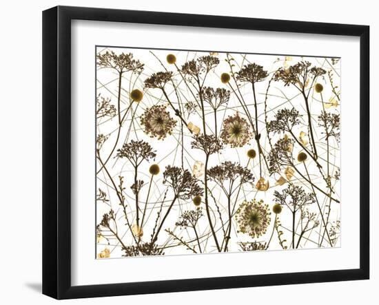 Pressed Hydrangea-Assaf Frank-Framed Giclee Print