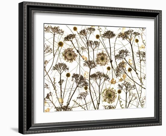 Pressed Hydrangea-Assaf Frank-Framed Giclee Print