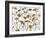 Pressed Hydrangea-Assaf Frank-Framed Giclee Print