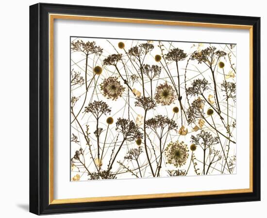 Pressed Hydrangea-Assaf Frank-Framed Giclee Print