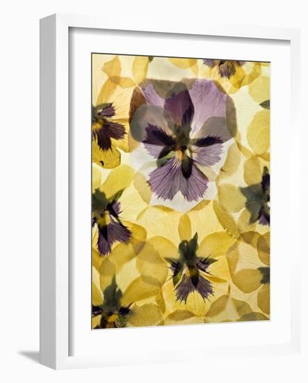 Pressed Pansy Background-ttbphoto-Framed Art Print