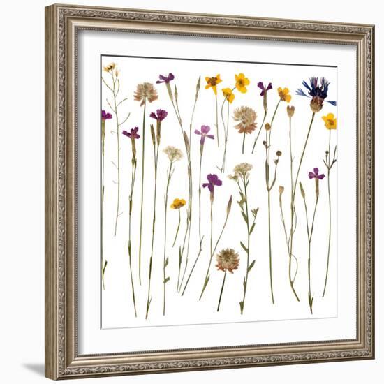 Pressed Wild Flowers-Iwona Grodzka-Framed Art Print