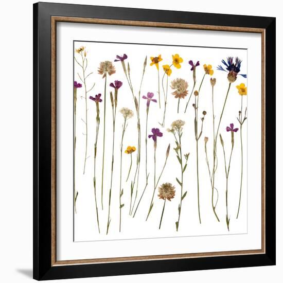 Pressed Wild Flowers-Iwona Grodzka-Framed Art Print