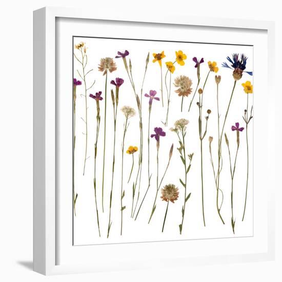 Pressed Wild Flowers-Iwona Grodzka-Framed Art Print