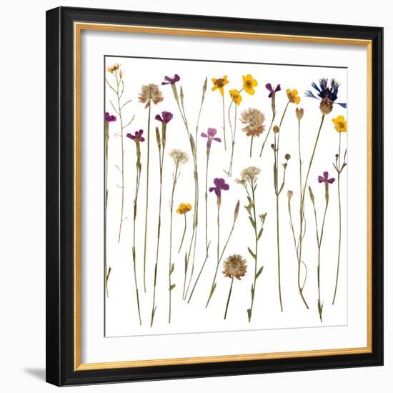 Pressed Wild Flowers-Iwona Grodzka-Framed Art Print