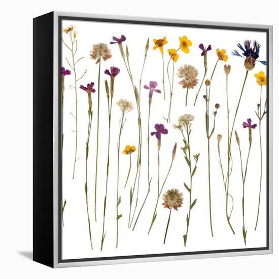 Pressed Wild Flowers-Iwona Grodzka-Framed Stretched Canvas