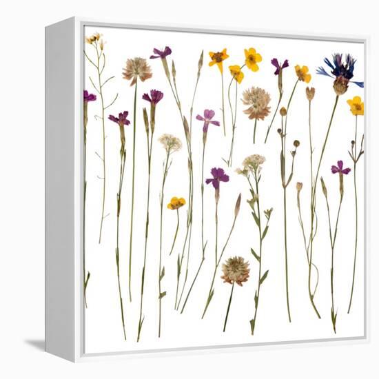 Pressed Wild Flowers-Iwona Grodzka-Framed Stretched Canvas