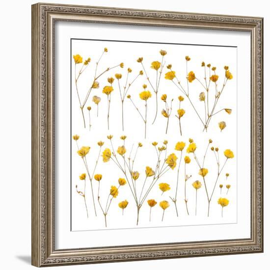 Pressed Yellow Wildflowers-Iwona Grodzka-Framed Art Print