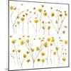 Pressed Yellow Wildflowers-Iwona Grodzka-Mounted Art Print