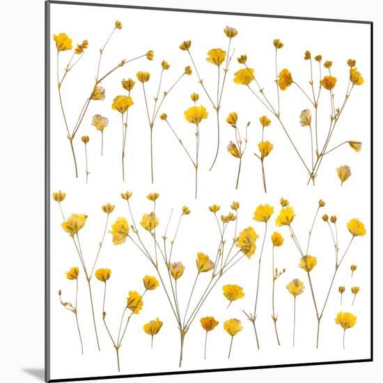 Pressed Yellow Wildflowers-Iwona Grodzka-Mounted Art Print