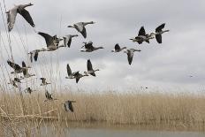 White Fronted Geese (Anser Albifrons) in Flight, Durankulak Lake, Bulgaria, February 2009-Presti-Photographic Print