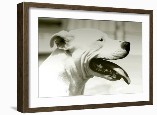 Pretty Boy-Karen Williams-Framed Photographic Print