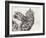 Pretty Collie Beastie, 1997-Vincent Alexander Booth-Framed Giclee Print