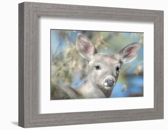 Pretty Doe No. 2-Murray Bolesta-Framed Photographic Print