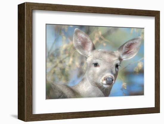 Pretty Doe No. 2-Murray Bolesta-Framed Photographic Print