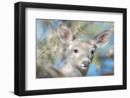 Pretty Doe No. 2-Murray Bolesta-Framed Photographic Print