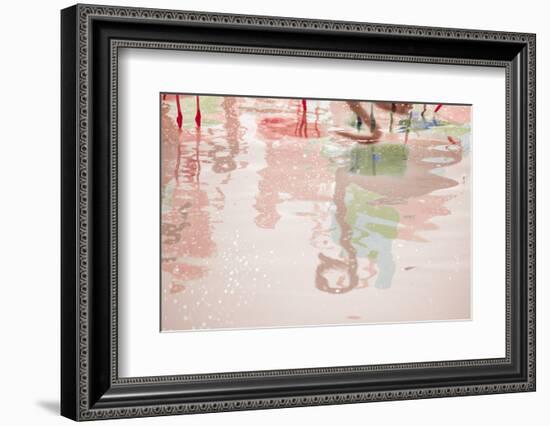 Pretty Flamingo-Valda Bailey-Framed Photographic Print