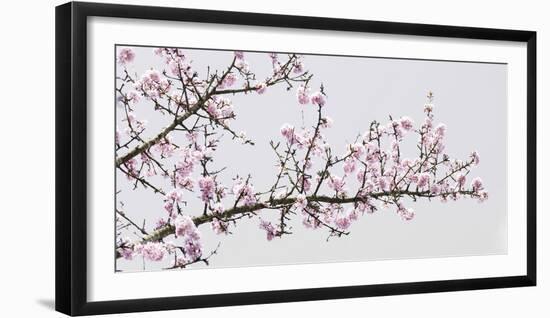 Pretty in Pink-Assaf Frank-Framed Giclee Print