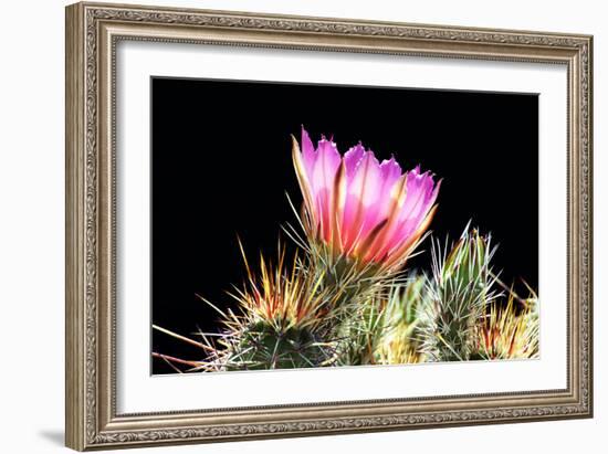 Pretty in Pink-Douglas Taylor-Framed Photographic Print