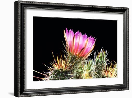 Pretty in Pink-Douglas Taylor-Framed Photographic Print