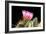 Pretty in Pink-Douglas Taylor-Framed Photographic Print