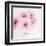 Pretty in Pink-Susannah Tucker-Framed Art Print