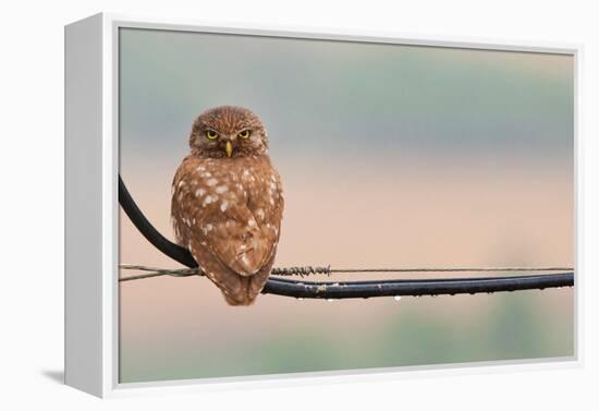 Pretty Little Angry Man-Volkan Donbaloglu-Framed Premier Image Canvas